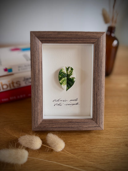 Alocasia Melo variegated specimen miniatures [Limited]