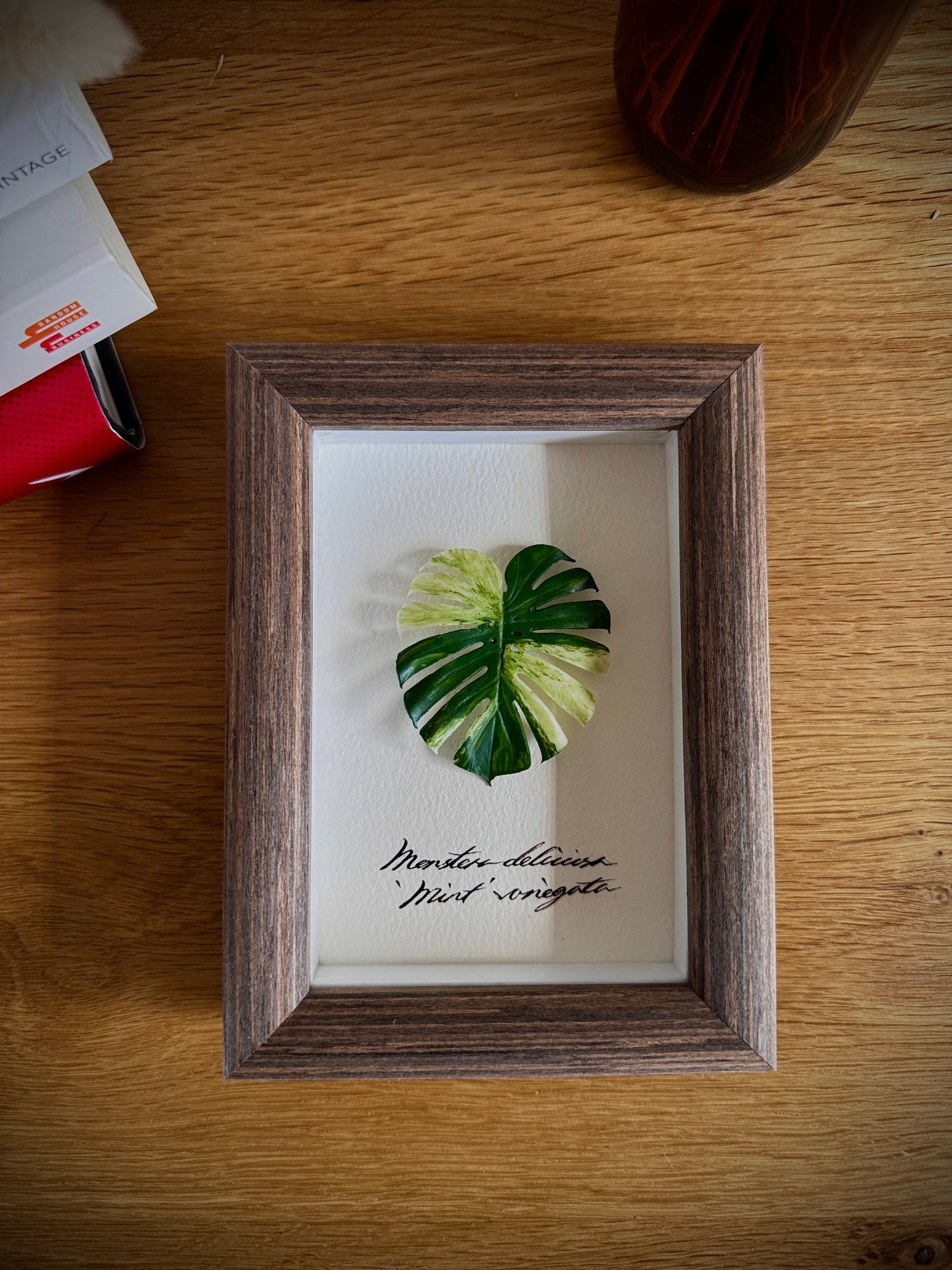 Monstera Deliciosa Mint Varigated Specimen miniatures [Limited]