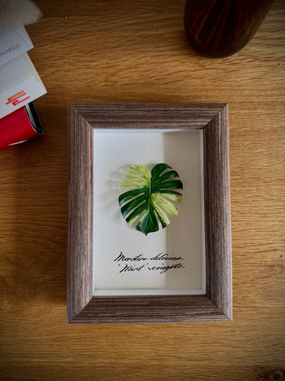 Monstera Deliciosa Mint Varigated Specimen miniatures [Limited]