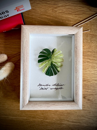 Monstera Deliciosa Mint Varigated Specimen miniatures [Limited]