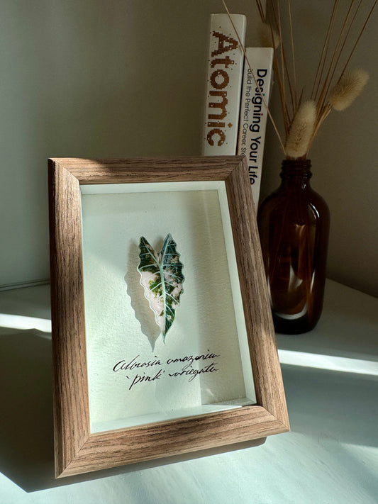 Alocasia amazonica pink variegated specimen miniatures [Limited]