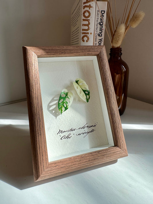 Monstera Adansonii Albo Variegata specimen miniatures [Limited]
