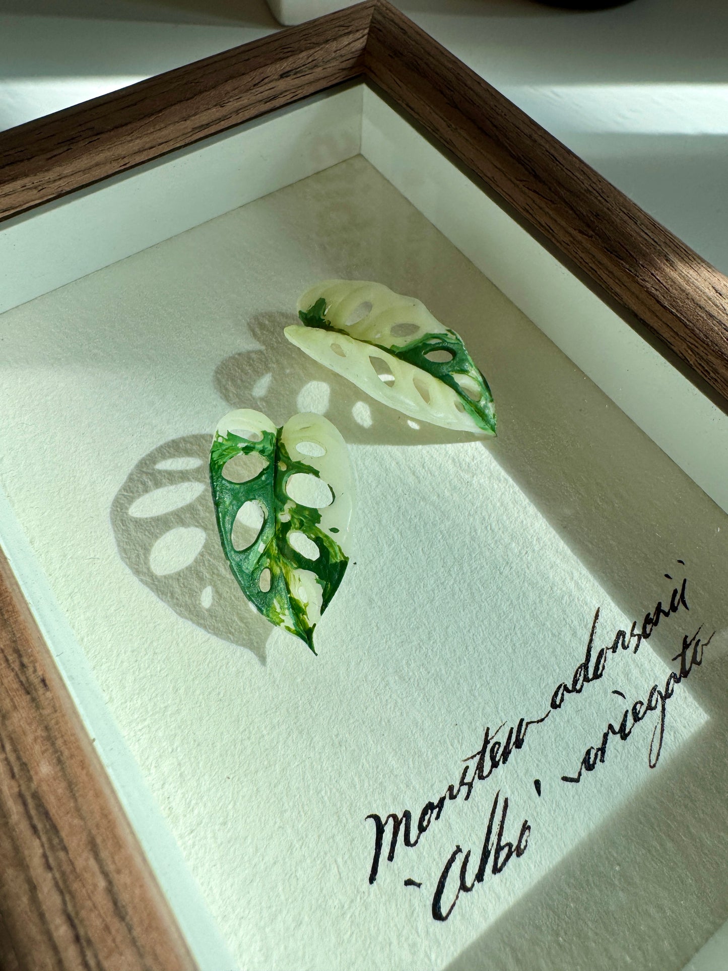 Monstera Adansonii Albo Variegata specimen miniatures [Limited]
