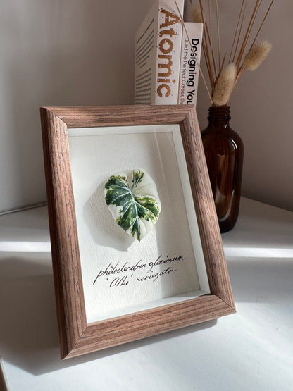 Philodendron Gloriosum Variegata specimen miniatures [Limited]