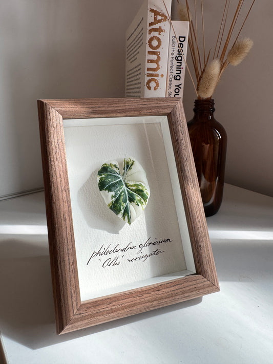 Philodendron Gloriosum Variegata specimen miniatures [Limited]