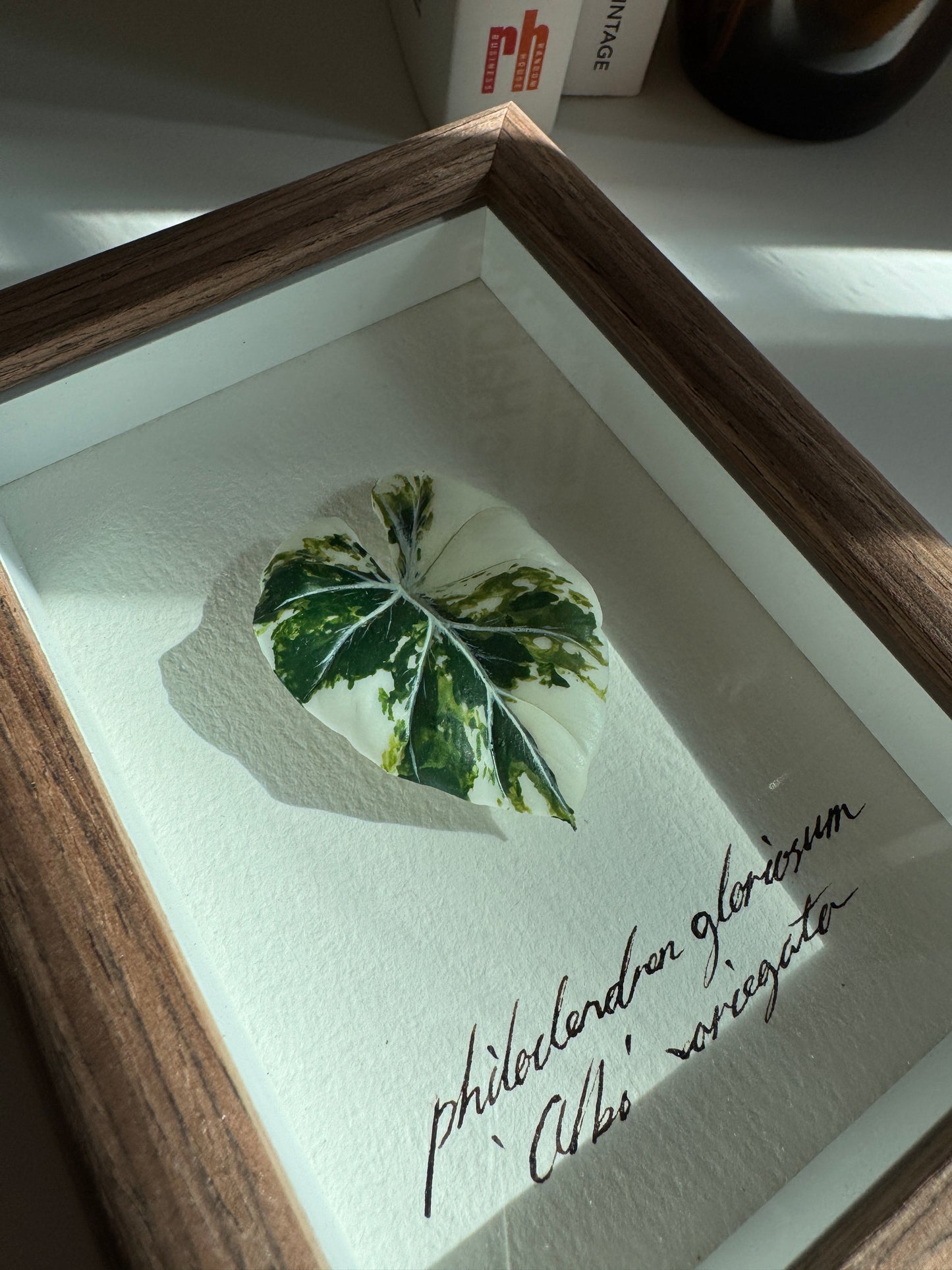 Philodendron Gloriosum Variegata specimen miniatures [Limited]