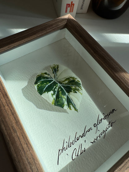 Philodendron Gloriosum Variegata specimen miniatures [Limited]