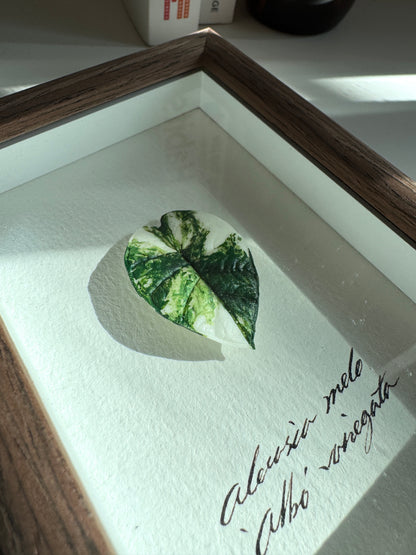 Alocasia Melo variegated specimen miniatures [Limited]