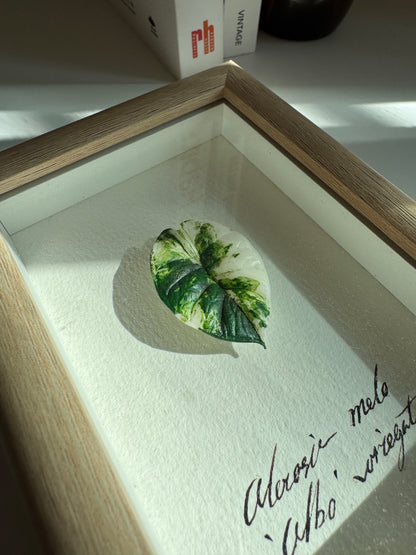 Alocasia Melo variegated specimen miniatures [Limited]