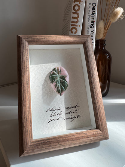 Alocasia Black Velvet Pink variegated specimen miniatures [Limited]