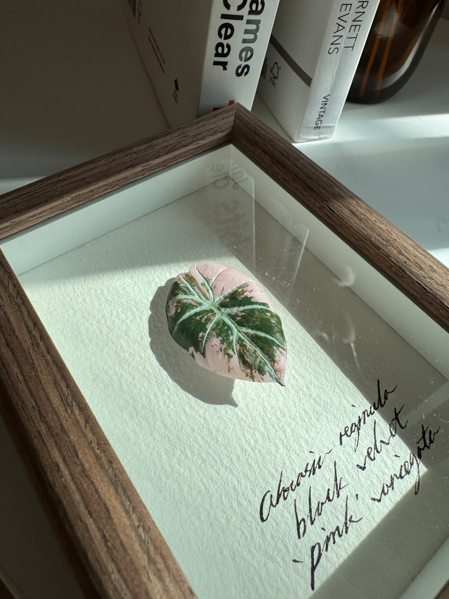 Alocasia Black Velvet Pink variegated specimen miniatures [Limited]