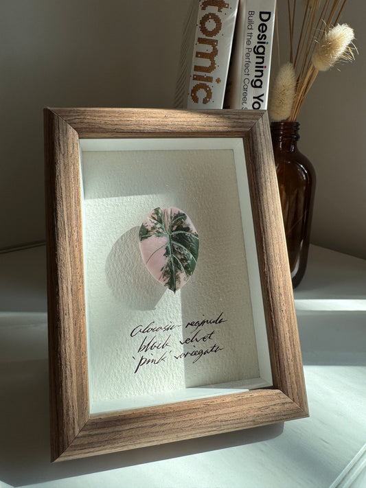 Alocasia Black Velvet Pink variegated specimen miniatures [Limited]