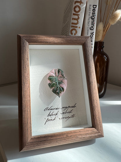 Alocasia Black Velvet Pink variegated specimen miniatures [Limited]