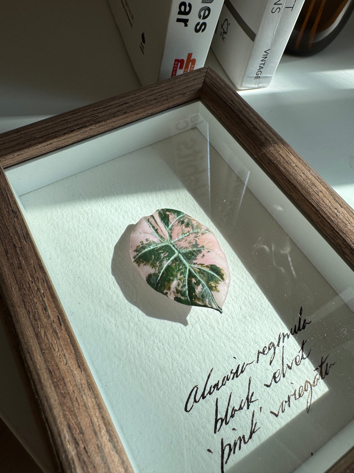 Alocasia Black Velvet Pink variegated specimen miniatures [Limited]