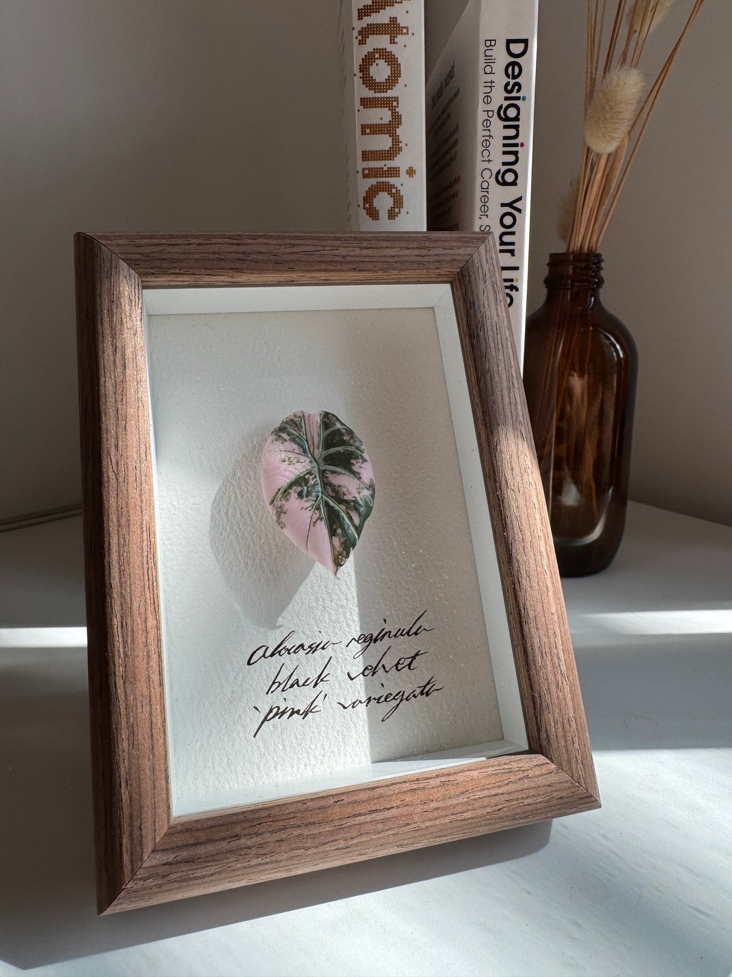 Alocasia Black Velvet Pink variegated specimen miniatures [Limited]