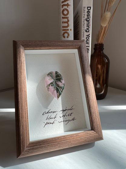Alocasia Black Velvet Pink variegated specimen miniatures [Limited]