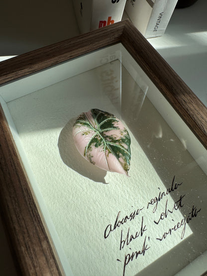 Alocasia Black Velvet Pink variegated specimen miniatures [Limited]