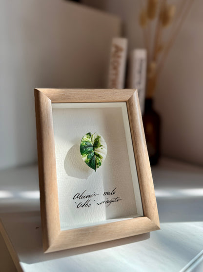 Alocasia Melo variegated specimen miniatures [Limited]