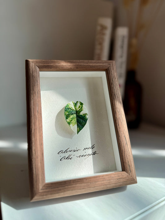 Alocasia Melo variegated specimen miniatures [Limited]