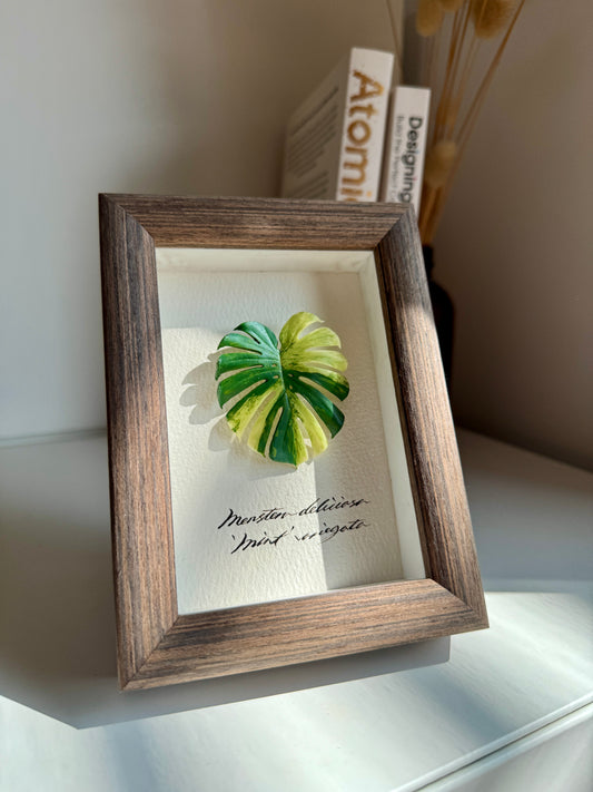 Monstera Deliciosa Mint Varigated Specimen miniatures [Limited]