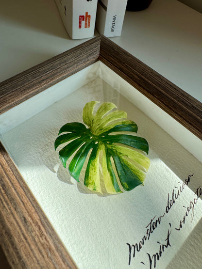 Monstera Deliciosa Mint Varigated Specimen miniatures [Limited]