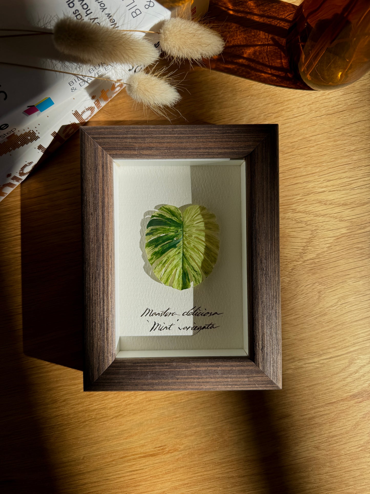 Monstera Deliciosa Mint Varigated Specimen miniatures [Limited]