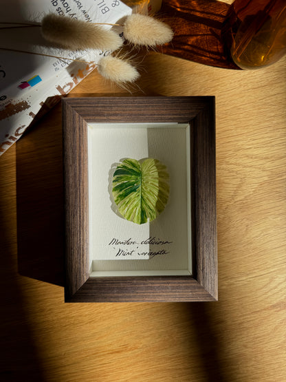 Monstera Deliciosa Mint Varigated Specimen miniatures [Limited]