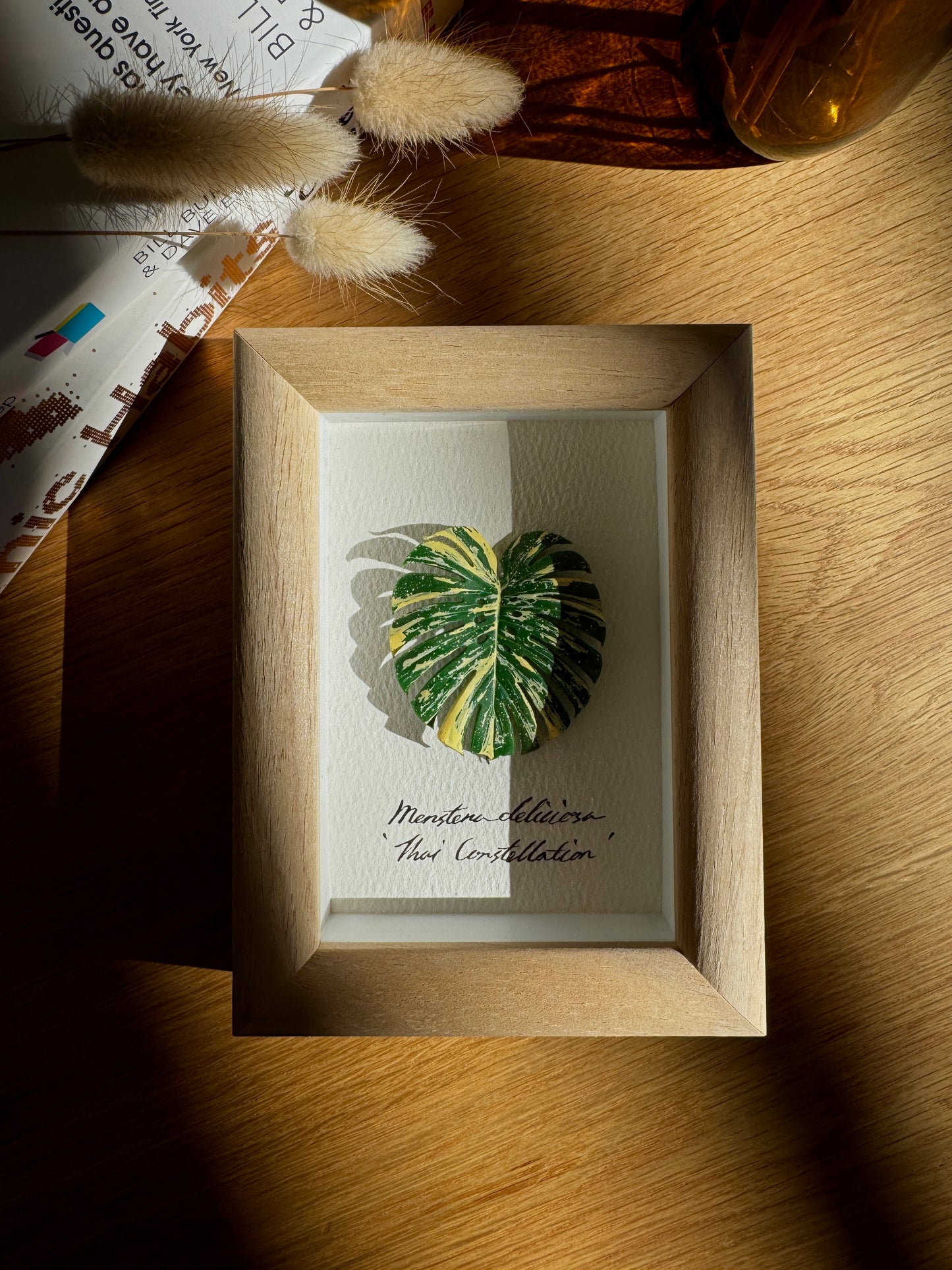 Monstera Thai Constellation specimen miniatures [Limited]