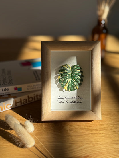 Monstera Thai Constellation specimen miniatures [Limited]