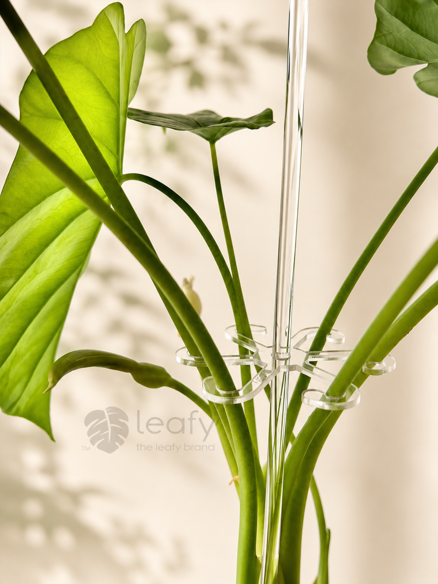 leafy™ Stem Support Hooks