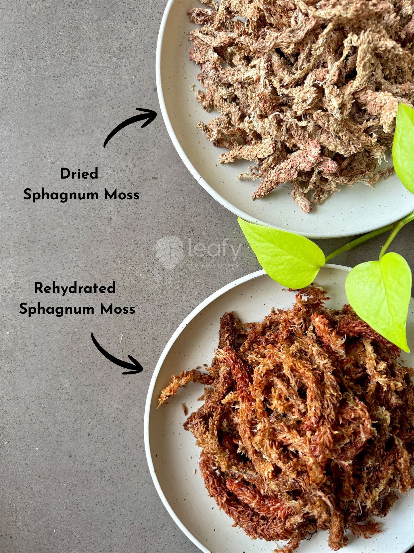 leafy™ Chilean Sphagnum Moss - 005 Premium Fibered