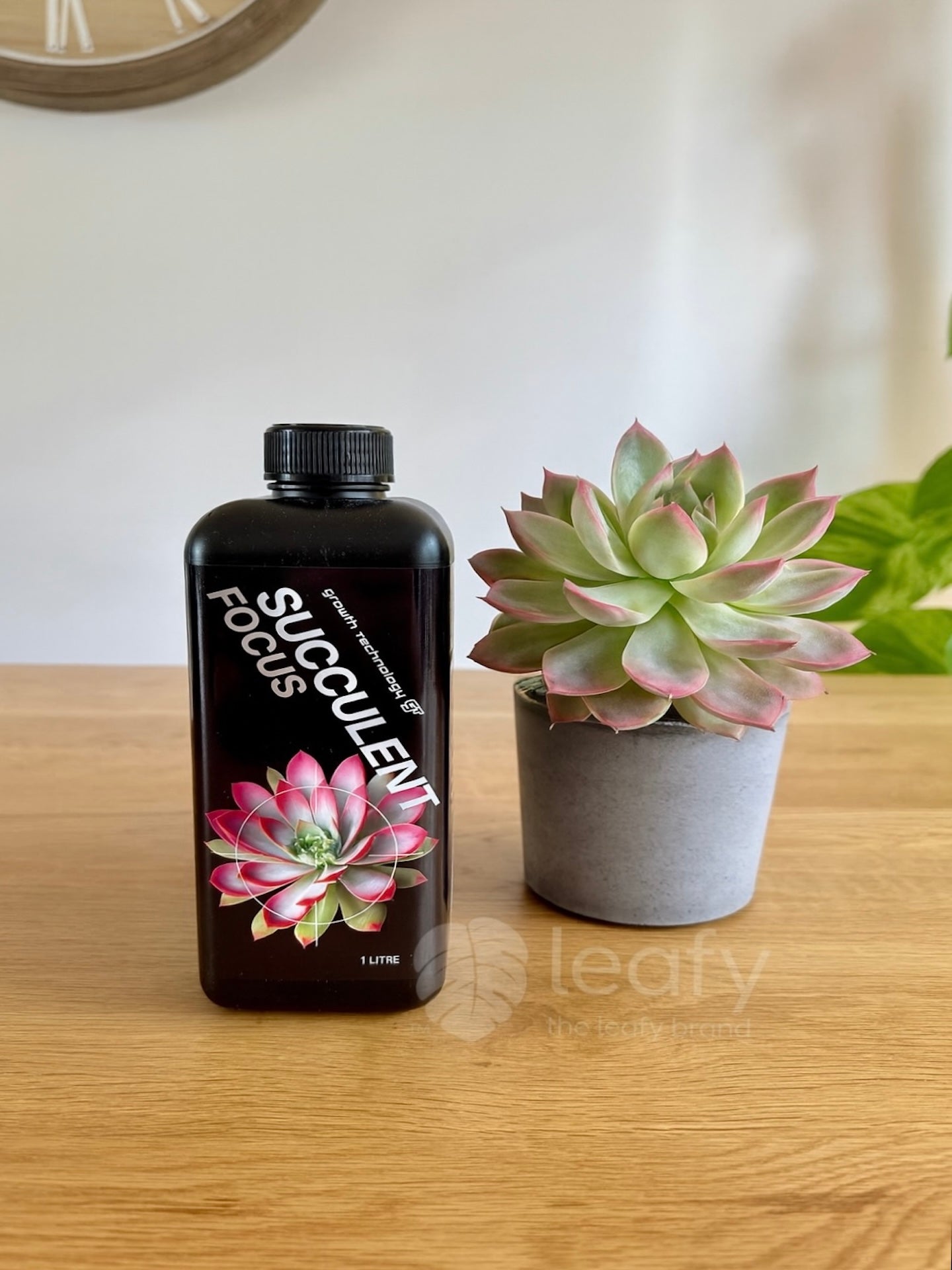 GT - Succulent Focus