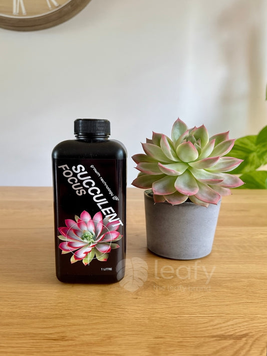 GT - Succulent Focus