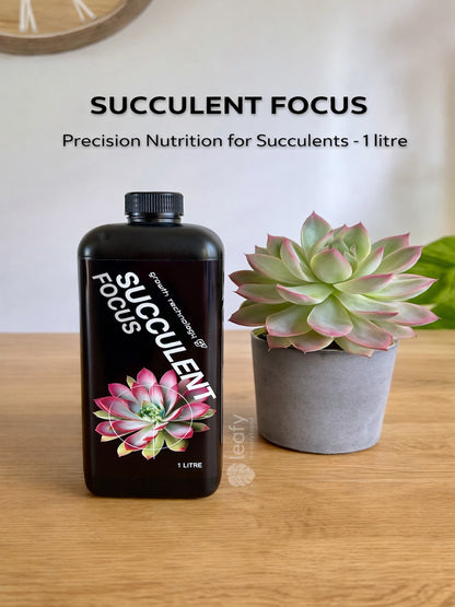GT - Succulent Focus