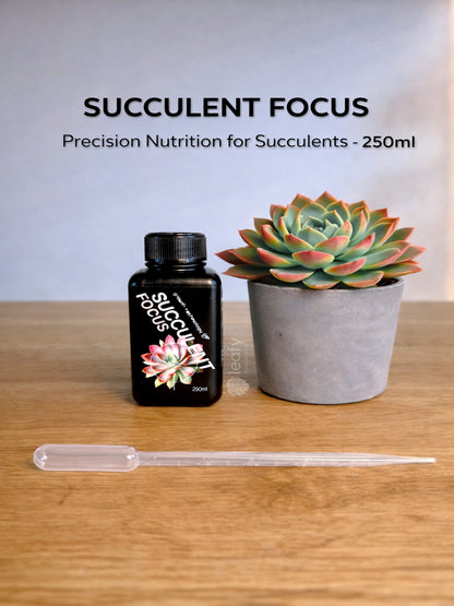 GT - Succulent Focus
