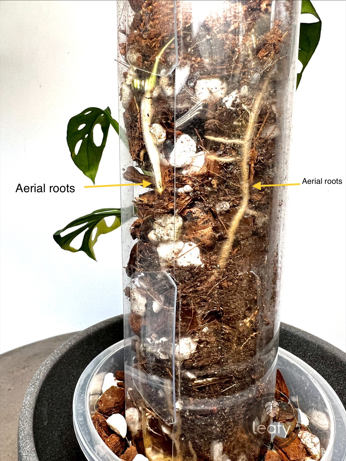 small moss pole leafy™ Moss Pole 2.0 Honeycomb Small