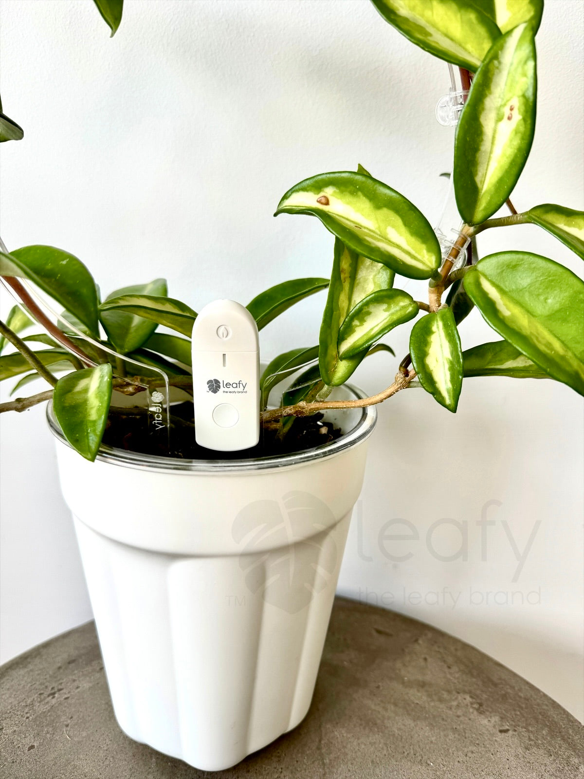 leafy™ Mini Soil Moisture Detector