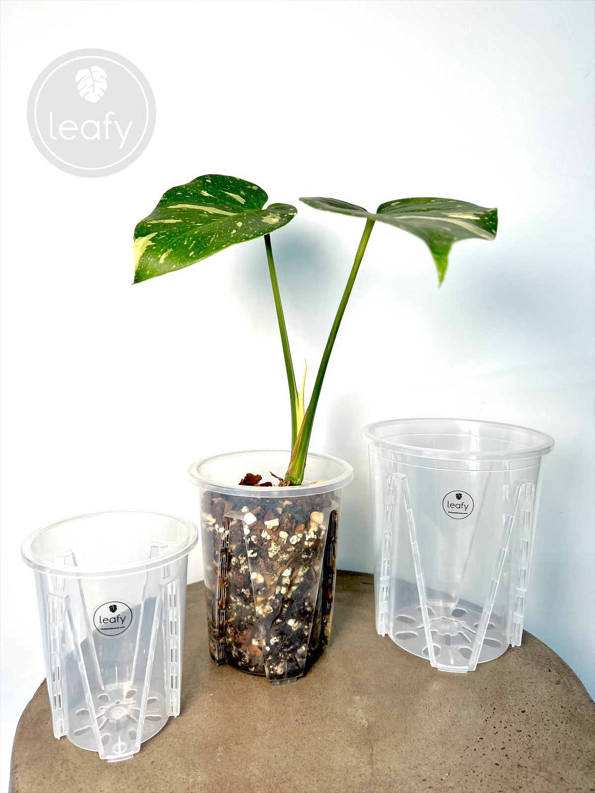 leafy™ Tall Ventilated clear pots