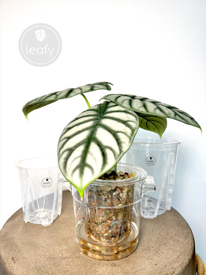 leafy™ Tall Ventilated clear pots