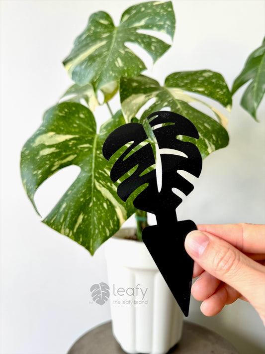 Leafy Monstera shape sticky trap 
