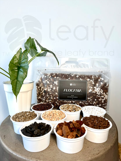 leafy™ Alocasia - 003 Airy & Moisture retaining Mix