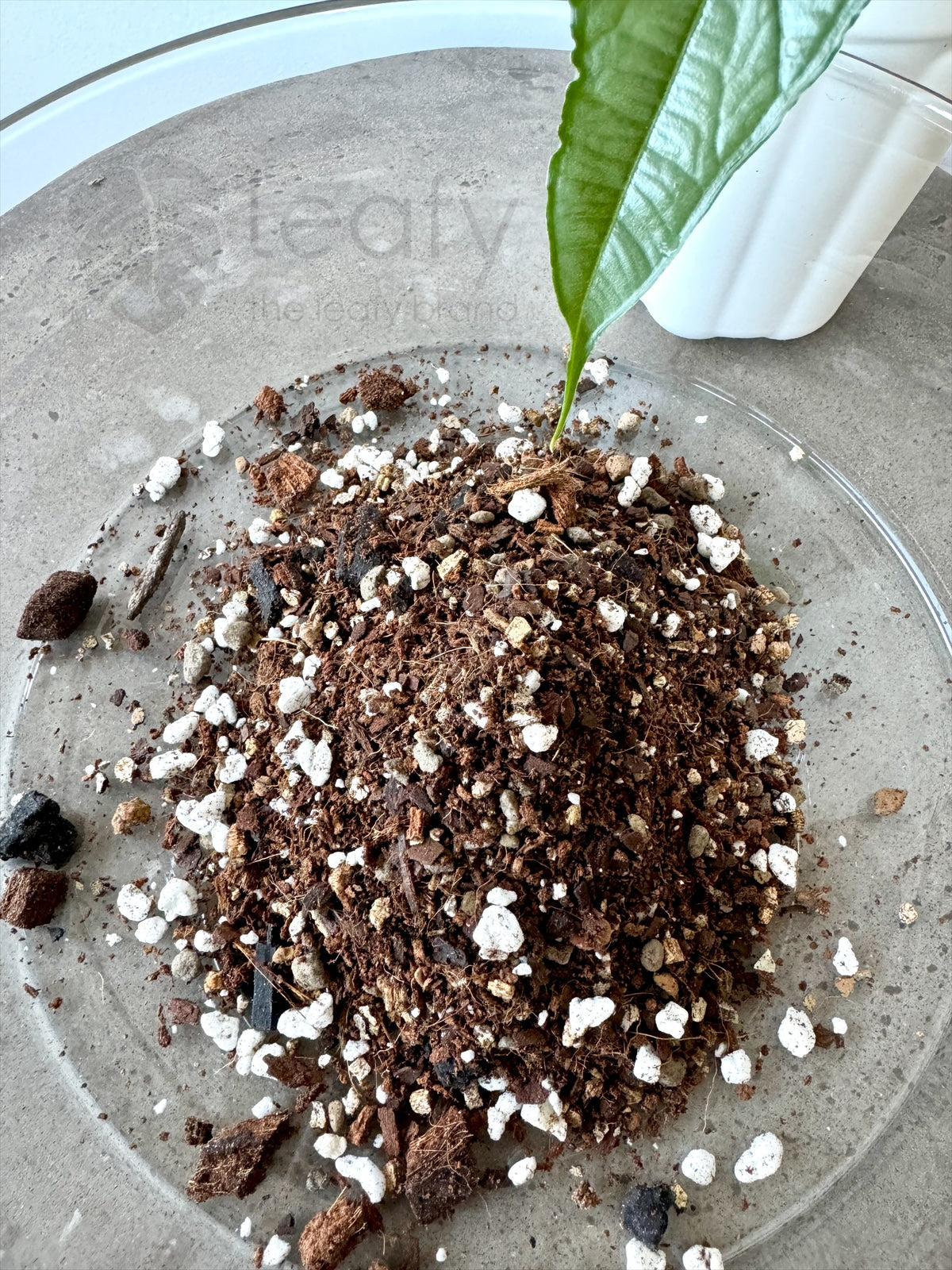 leafy™ Alocasia - 003 Airy & Moisture retaining Mix