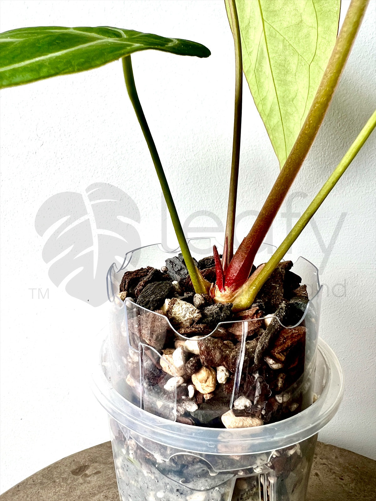 plant pot extender leafy™ Pot Extender