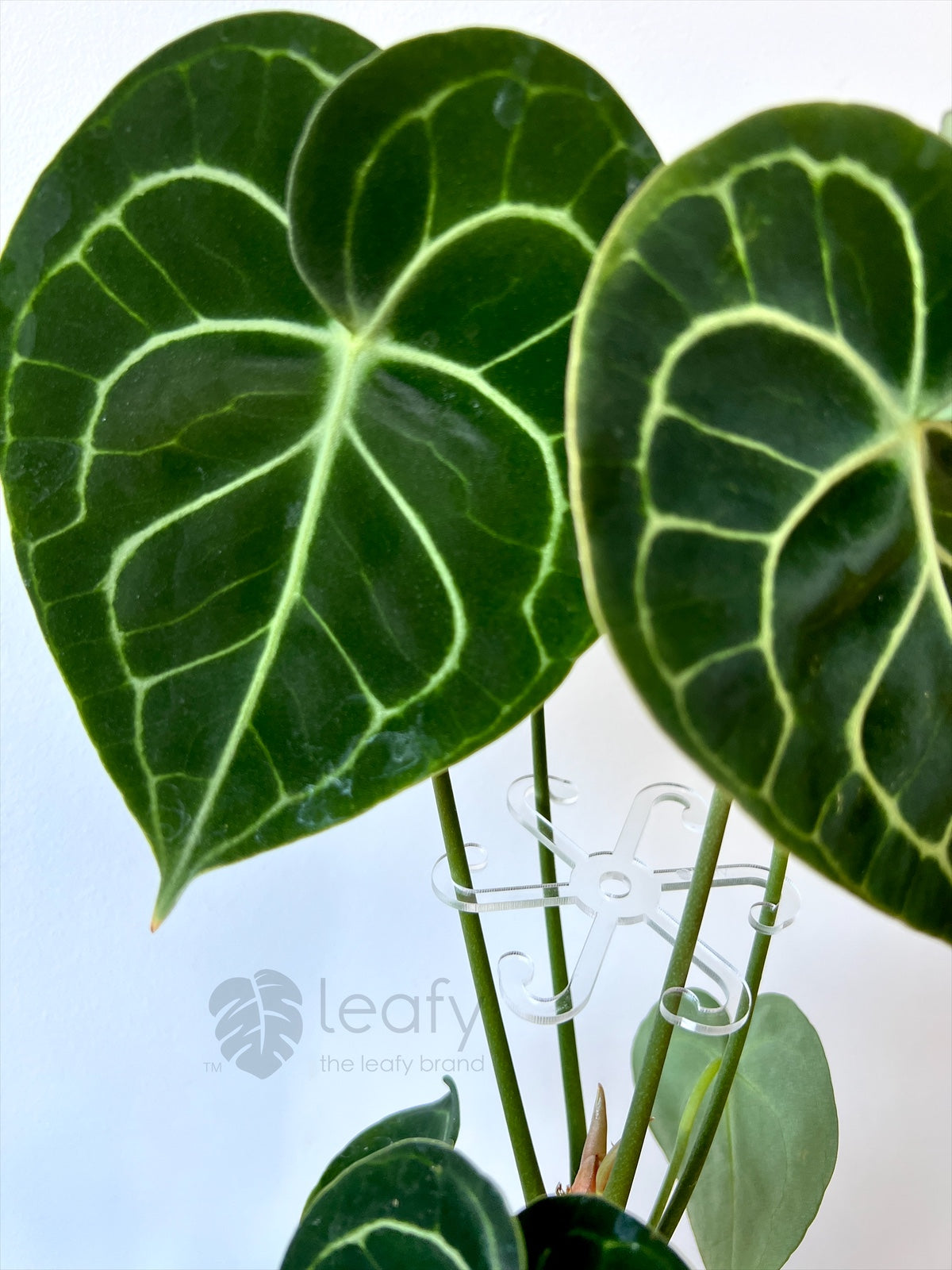 leafy™ Stem Support Hooks