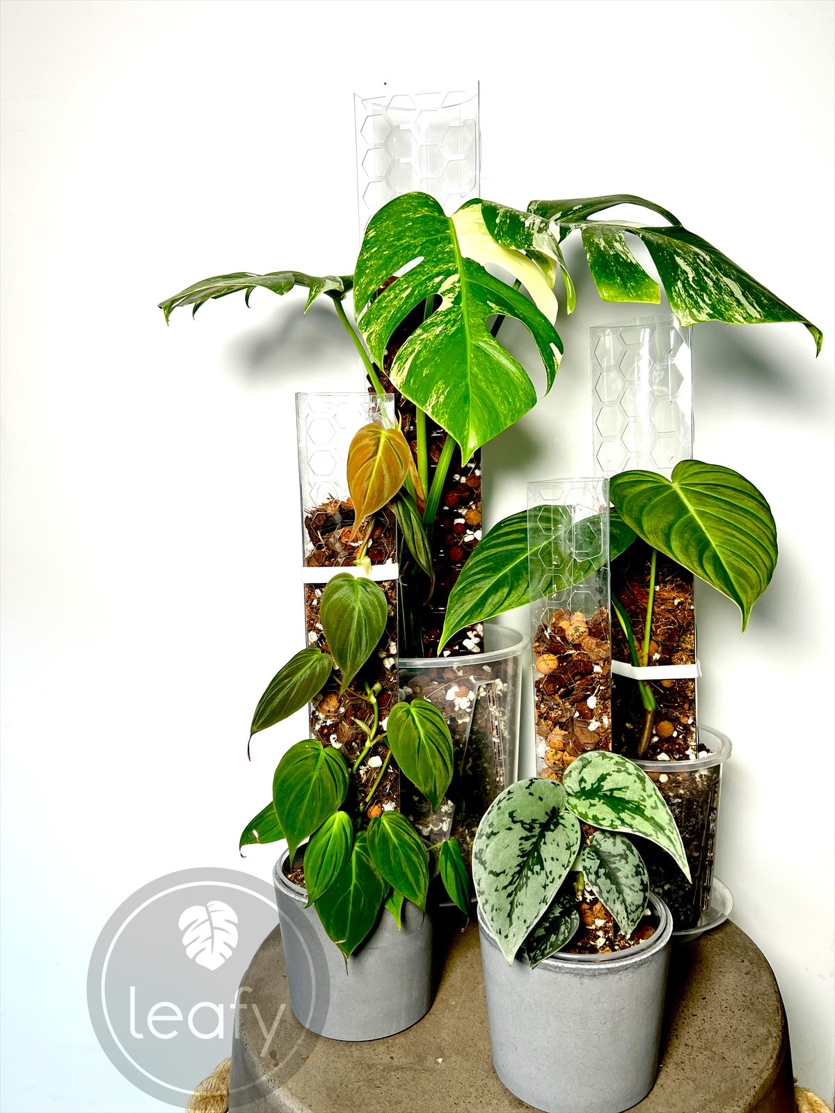 small moss pole leafy™ Moss Pole 2.0 Honeycomb Small – The Leafy Brand