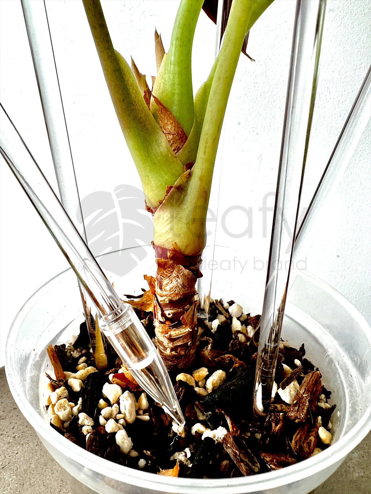 pot plant supports leafy™ Acrylic plant stakes