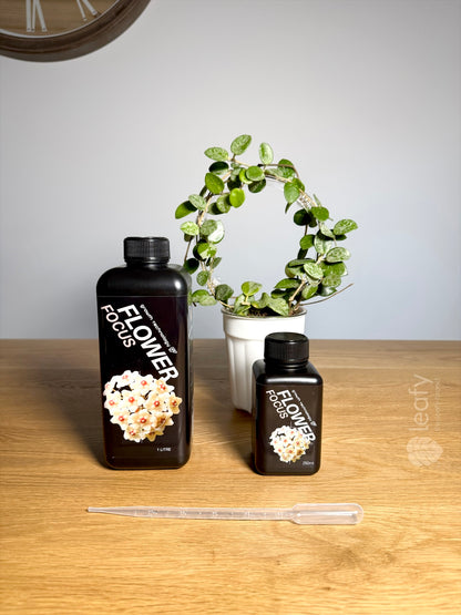 GT - Flower Focus