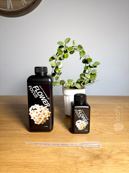 GT - Flower Focus