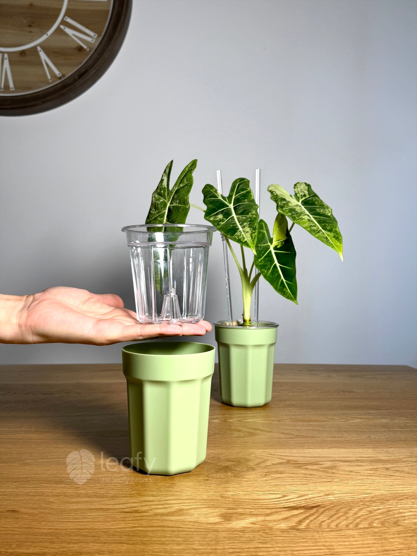 transparent plant pot The Ultimate Clear Pot – Type II – The Leafy Brand