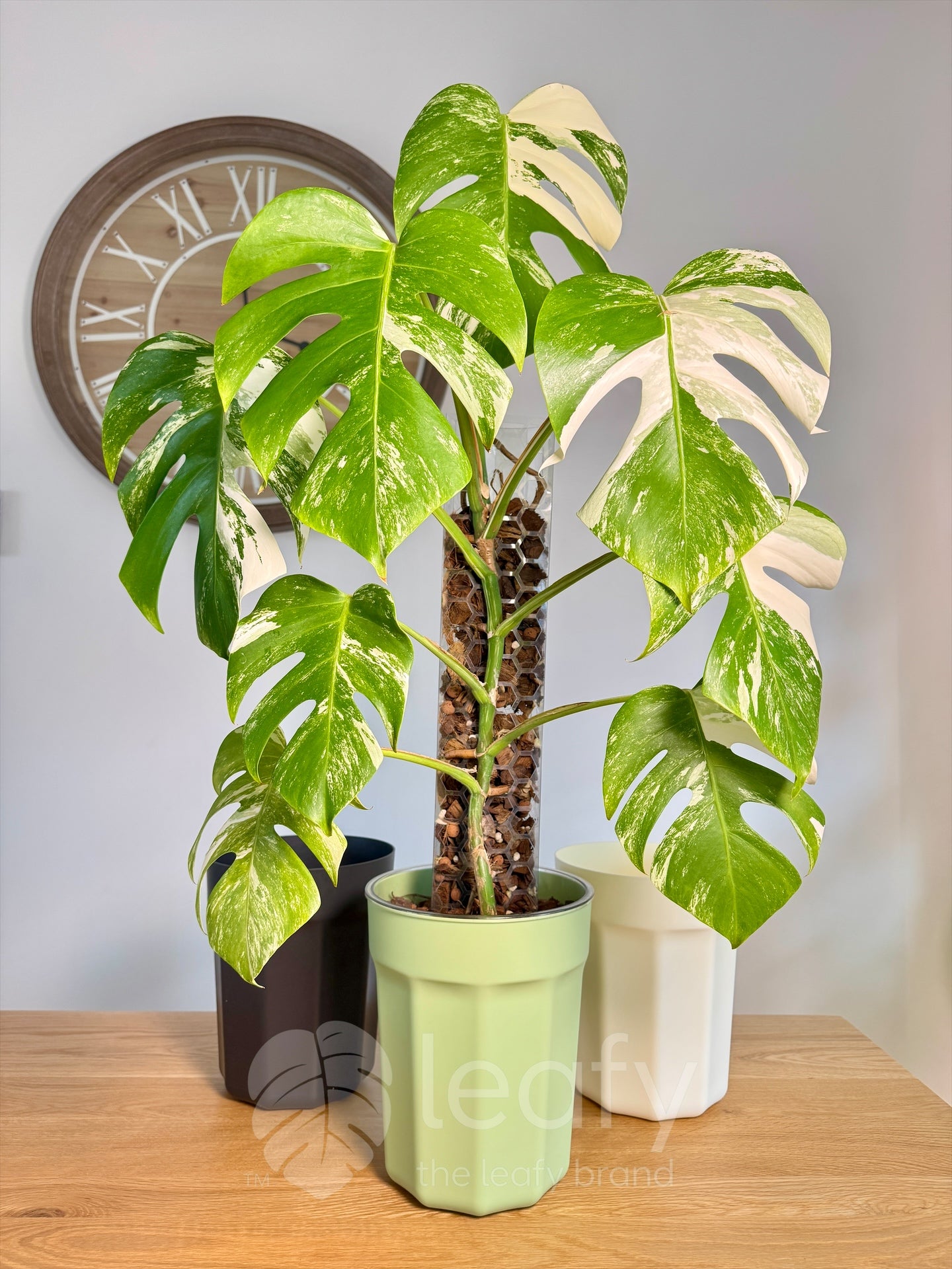 The Ultimate Clear Pot – Type II